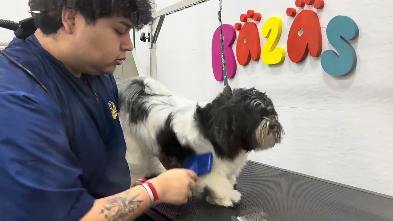 Shih Tzu Nervioso en Peluquería Canina 😱➡️🐶 Resultado Increíble con Estilista Profesional