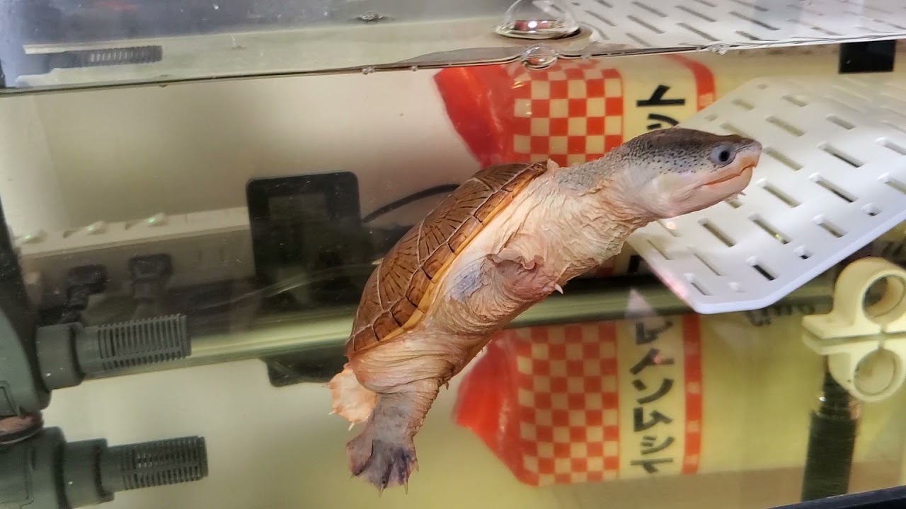 【泳ぐ肉まん】大きくなったね、きんた君　～爆食ハラガケガメ～