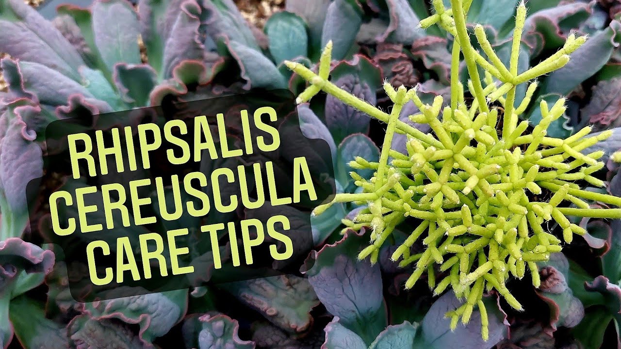 Rhipsalis cereuscula Care Tips