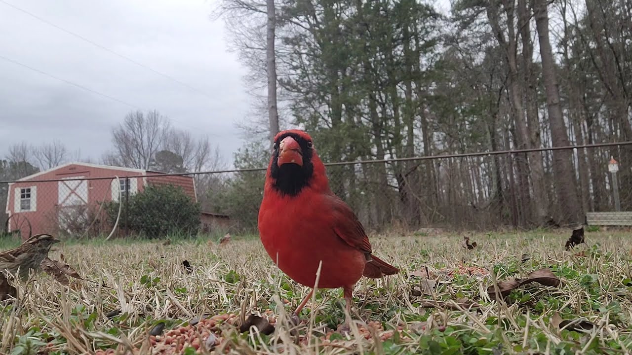 Up-Close Video of Birds Eating in Yard, Cardinals, Blue Jays, Dove, etc. #birdfeeding #videoforcats