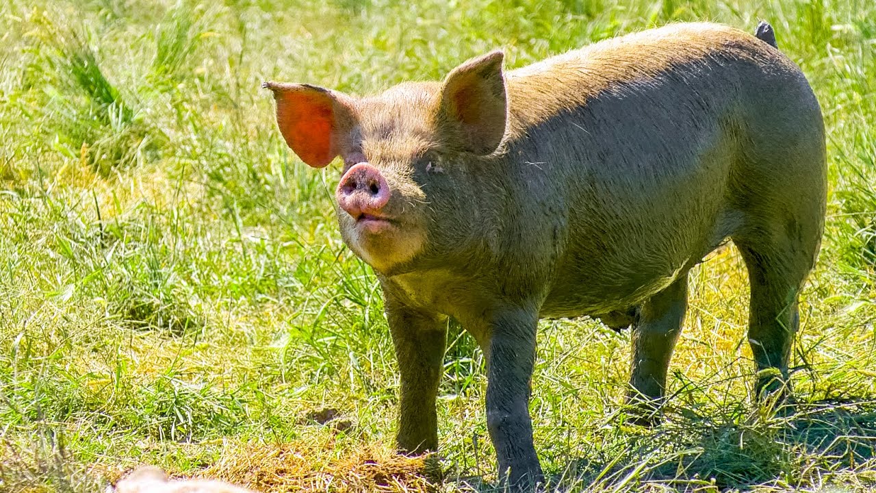 Free Range Pig Farm