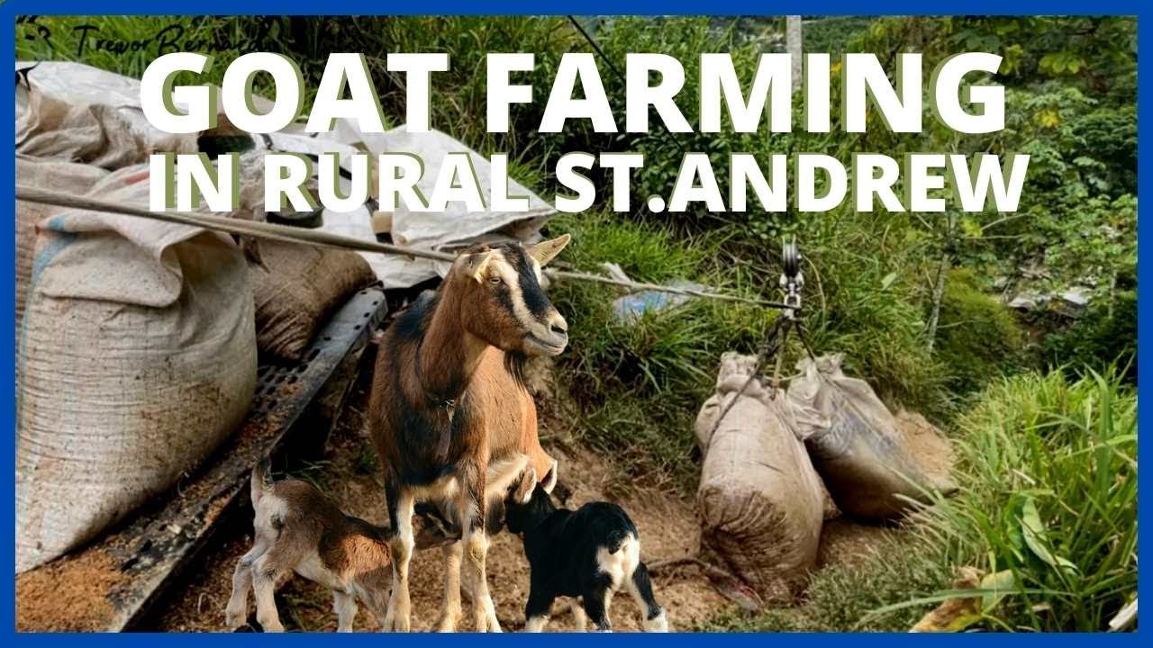 DEEP RURAL GOAT FARMING IN ST.ANDREW JAMAICA| WHAT THEY FEED THE GOAT| INNOVATIVE WAY OF FARMING