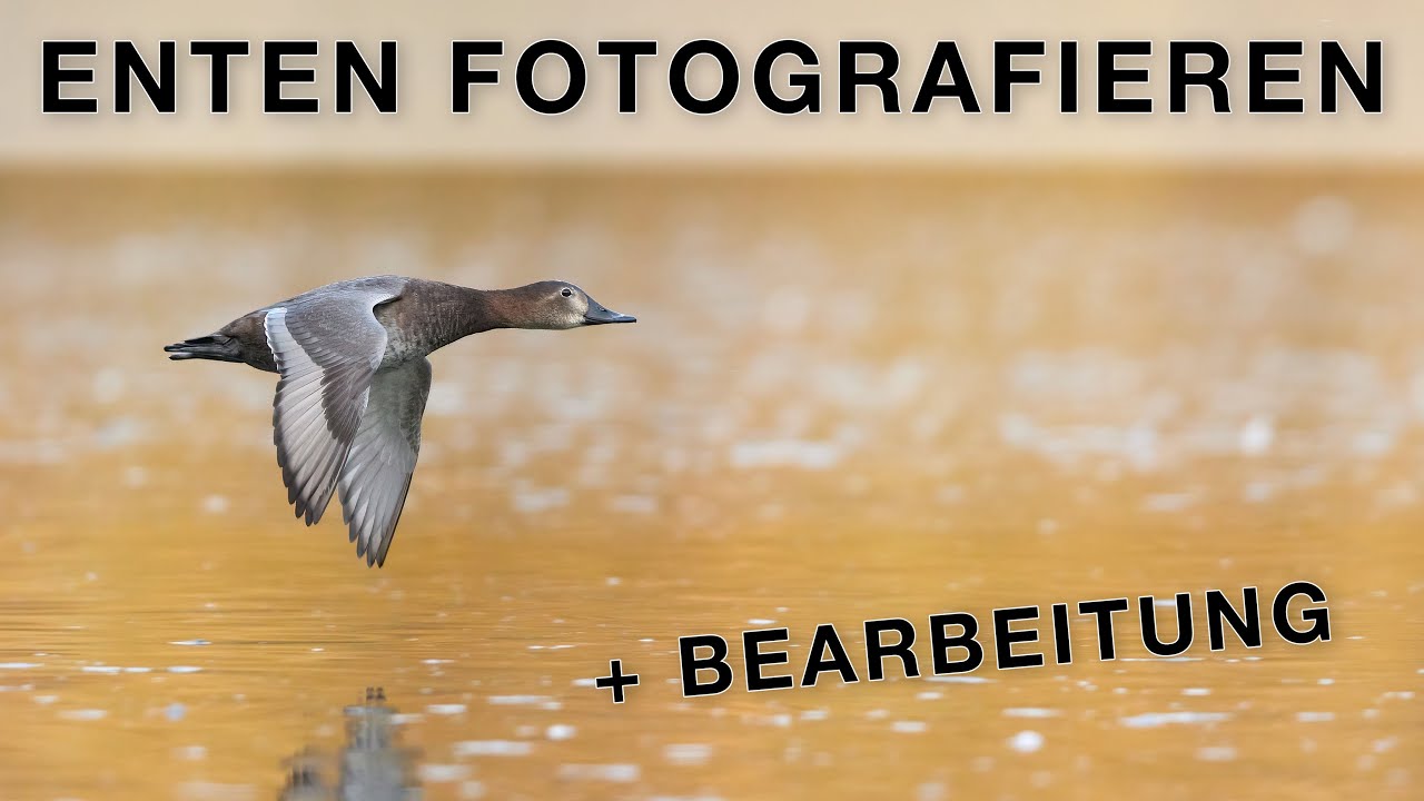 Enten im Herbst fotografieren - Tutorial Vogelfotografie & Bildbearbeitung