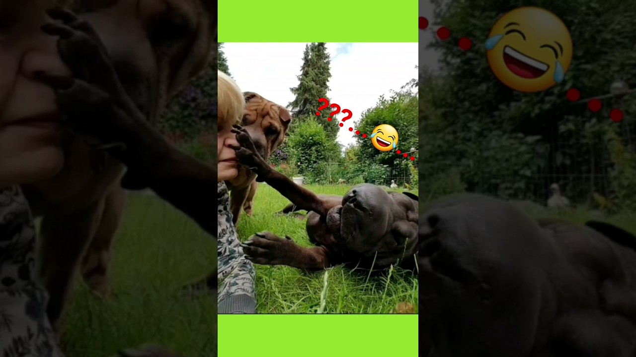 Isn't it CRAZY? #dog #sharpei #shorts #pets #crazy #doglover #funny #love #animals #humor #dogslife