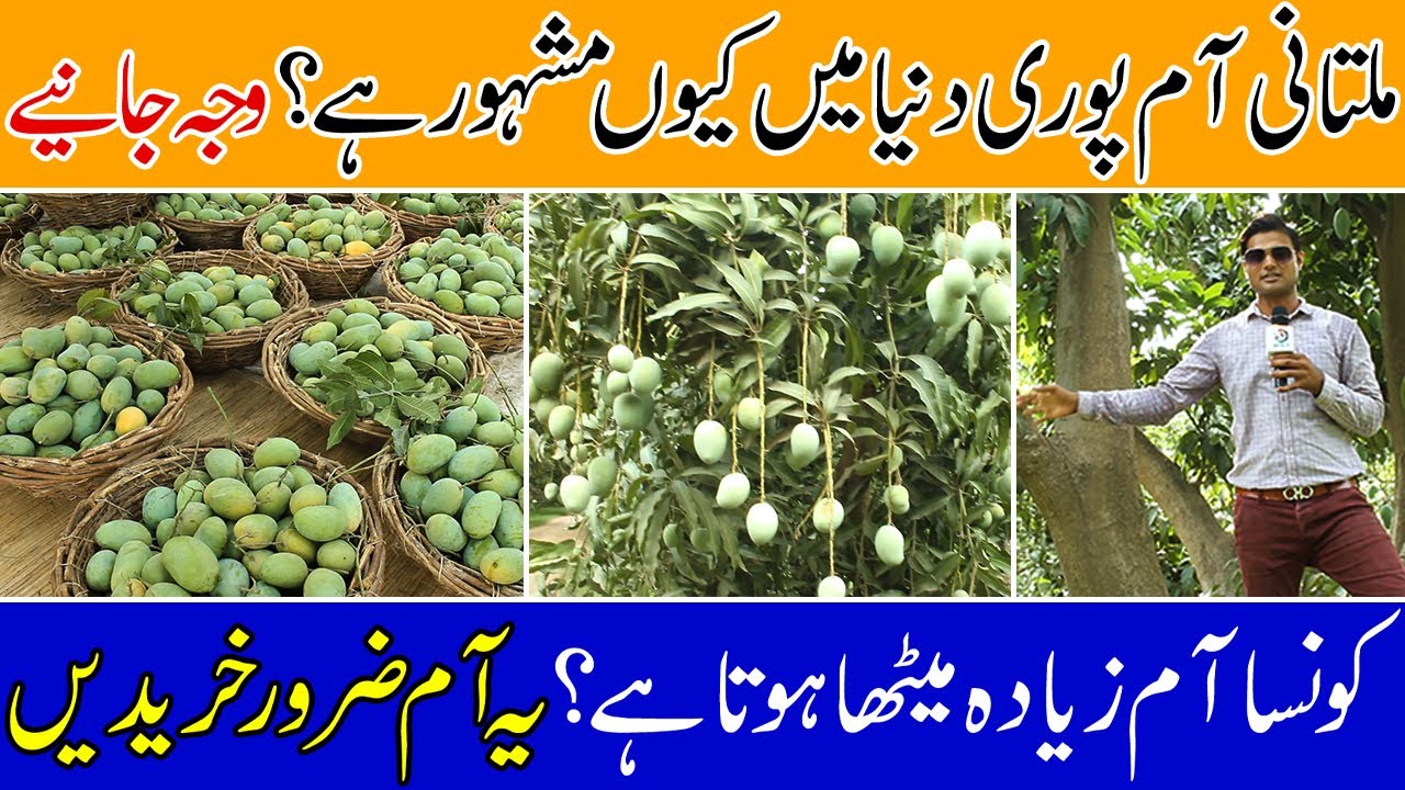 World Famous Pakistani Mangoes | Mango Farming in Multan Pakistan 2021 | DS Digital TV Exclusive