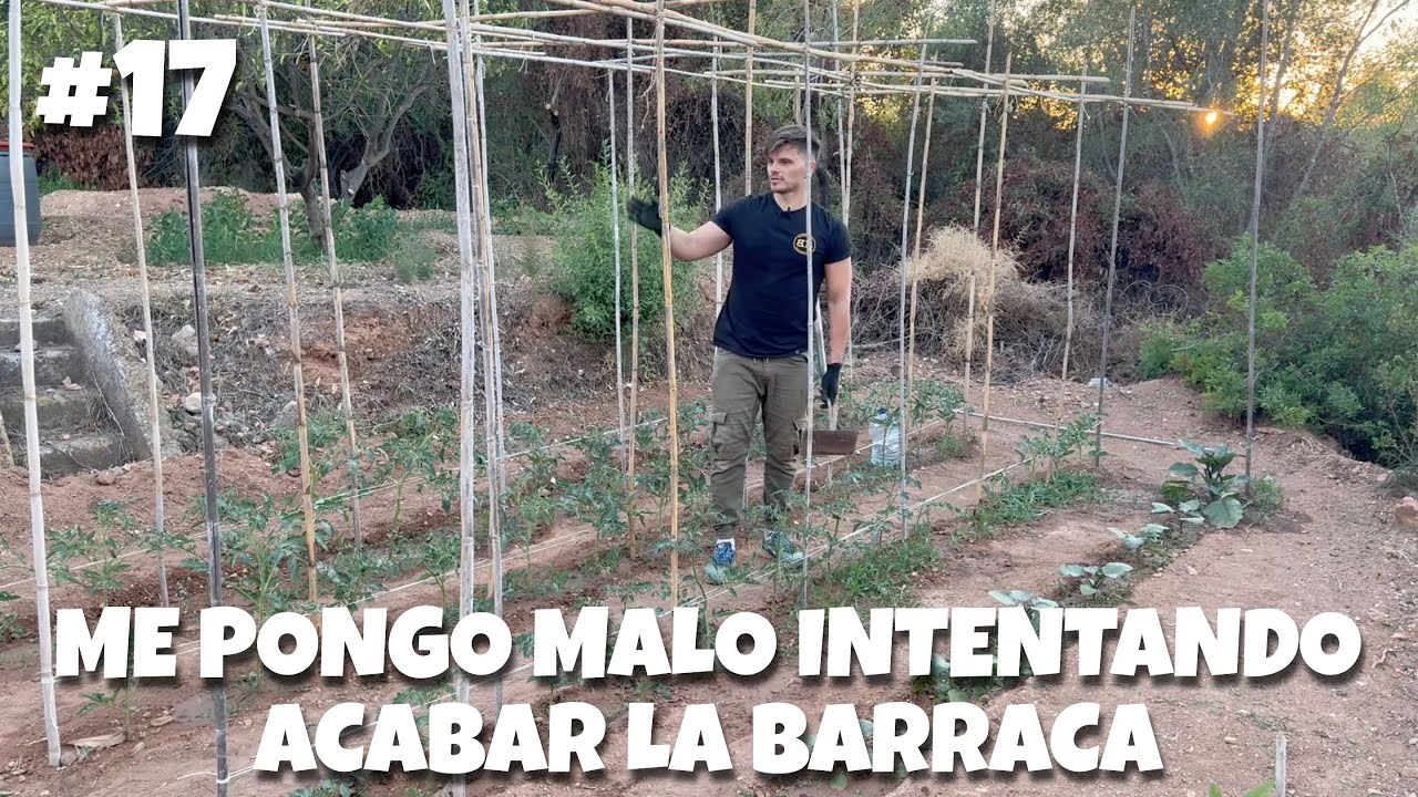 Me pongo malo intentando acabar la barraca #17 | #huerto #tomato #barraca #arbol