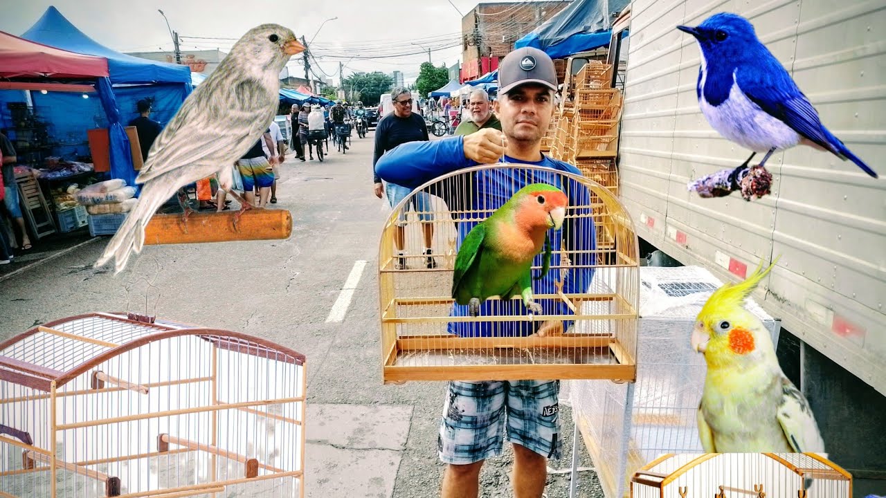 A MAIOR FEIRA DE PASSARINHOS GAIOLAS E AVES FEIRA DO CORDEIRO RECIFE-PE 