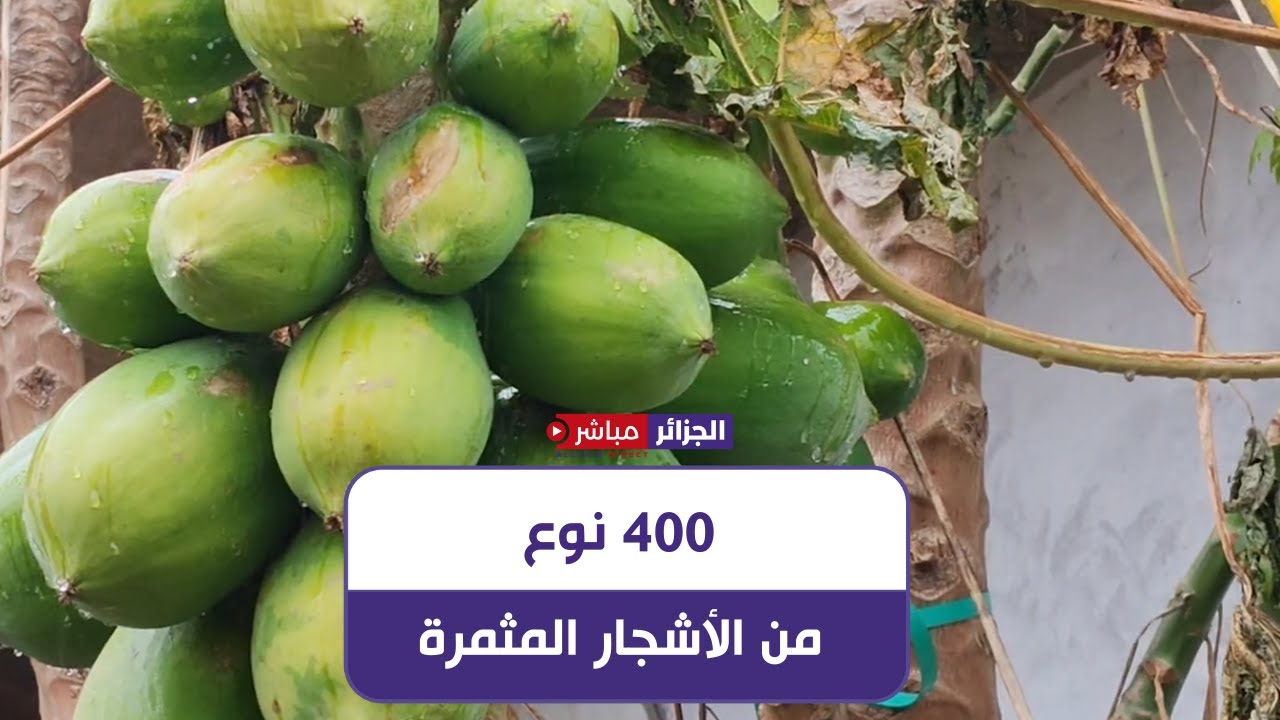 سكيكدة: من التعليم إلى الفلاحة.. أستاذ متقاعد ينجح في زراعة 400 نوع من الأشجار الاستوائية المثمرة