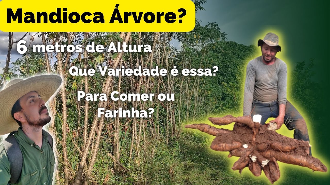 Mandioca Árvore. Você Conhece essa Variedade?