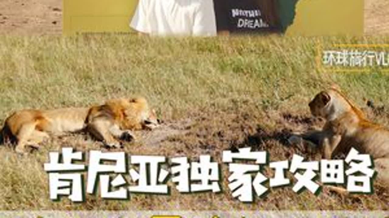 肯尼亚独家攻略｜去非洲看动物大迁徙吧！ #非洲 #肯尼亚  #攻略  #抖音搜索流量来了 #动物园推荐