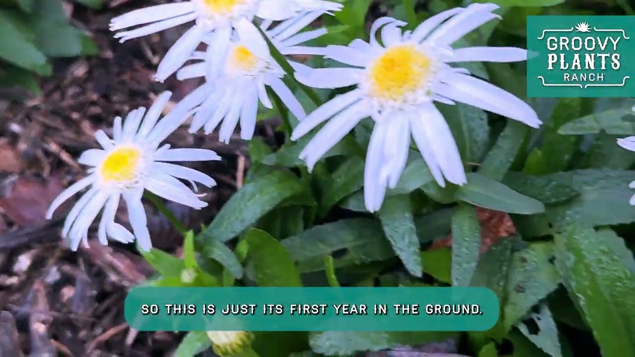 Groovy Plants Ranch : Leucanthemum 'Carpet Angel' | The World’s First Groundcover Shasta Daisy