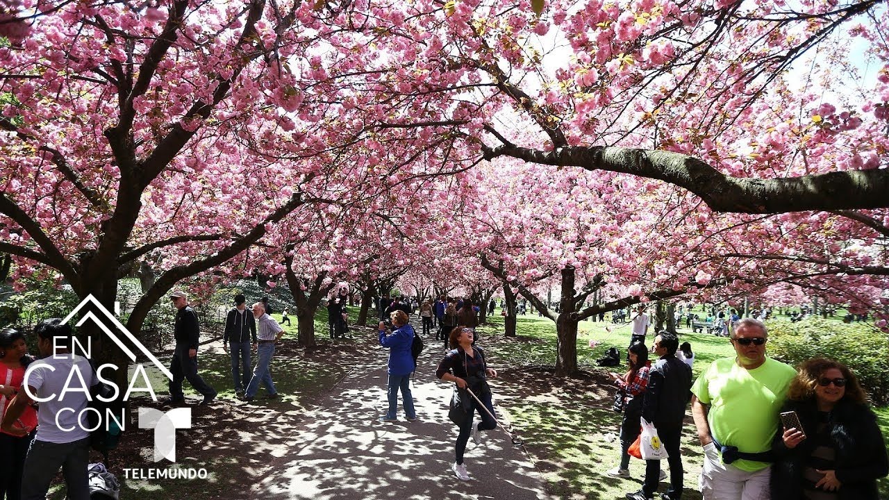 Disfruta del spring break durante esta primavera en Nueva York con estos tips | Telemundo