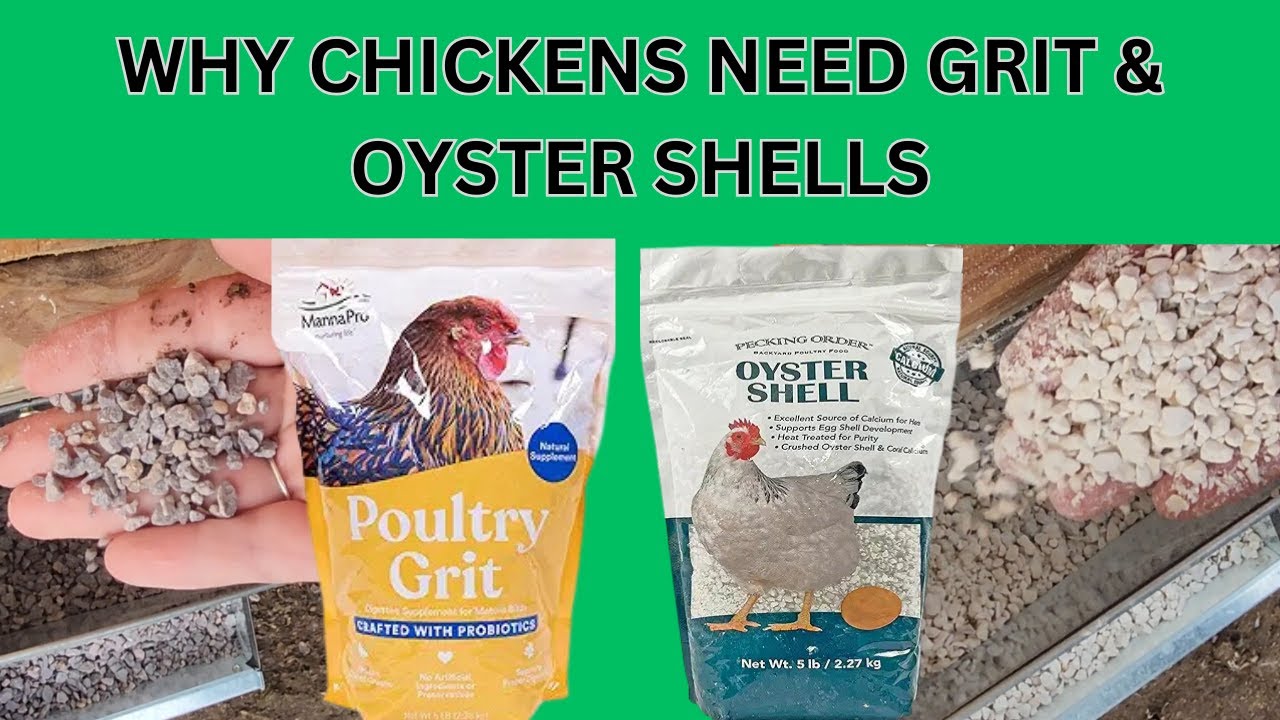Chickens NEED oyster shells and grit: Why? How Much? How Often?