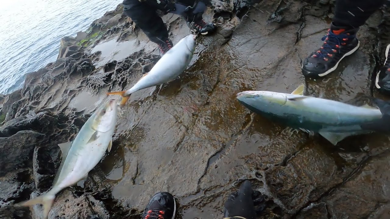 青物爆釣！！全員安打で最高の休日になった件【ロックショア】【ヒラマサ】