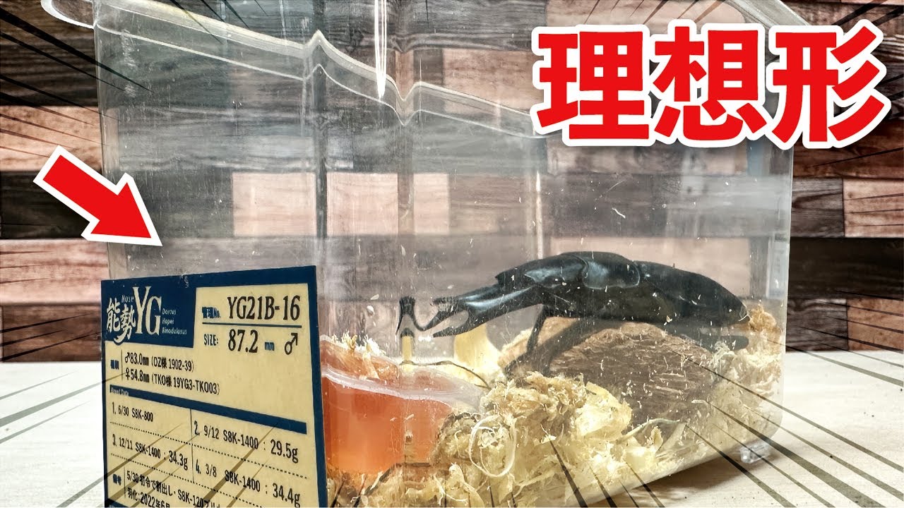 【オオクワガタ】究極の飼育ケースって・・・