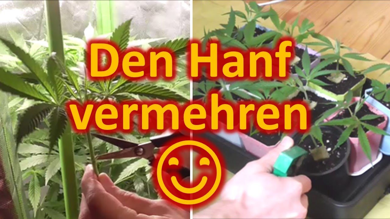 Cannabis Stecklinge ziehen (CBD Hanf) - Anleitung zum Schneiden und Bewurzeln