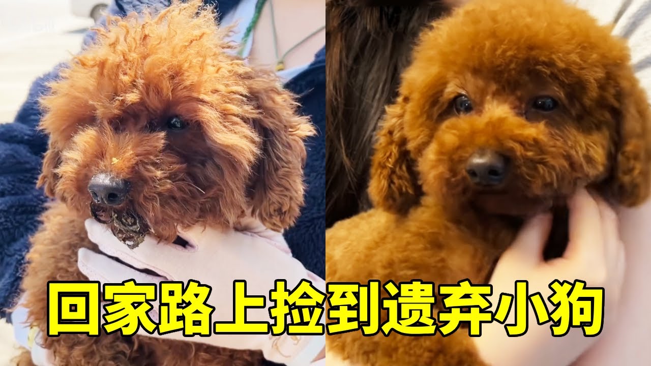 旅行结束回家路上，在高速公路捡到被遗弃的乖巧小狗，洗完澡居然这么可爱！【红茶朱古力生活日记】
