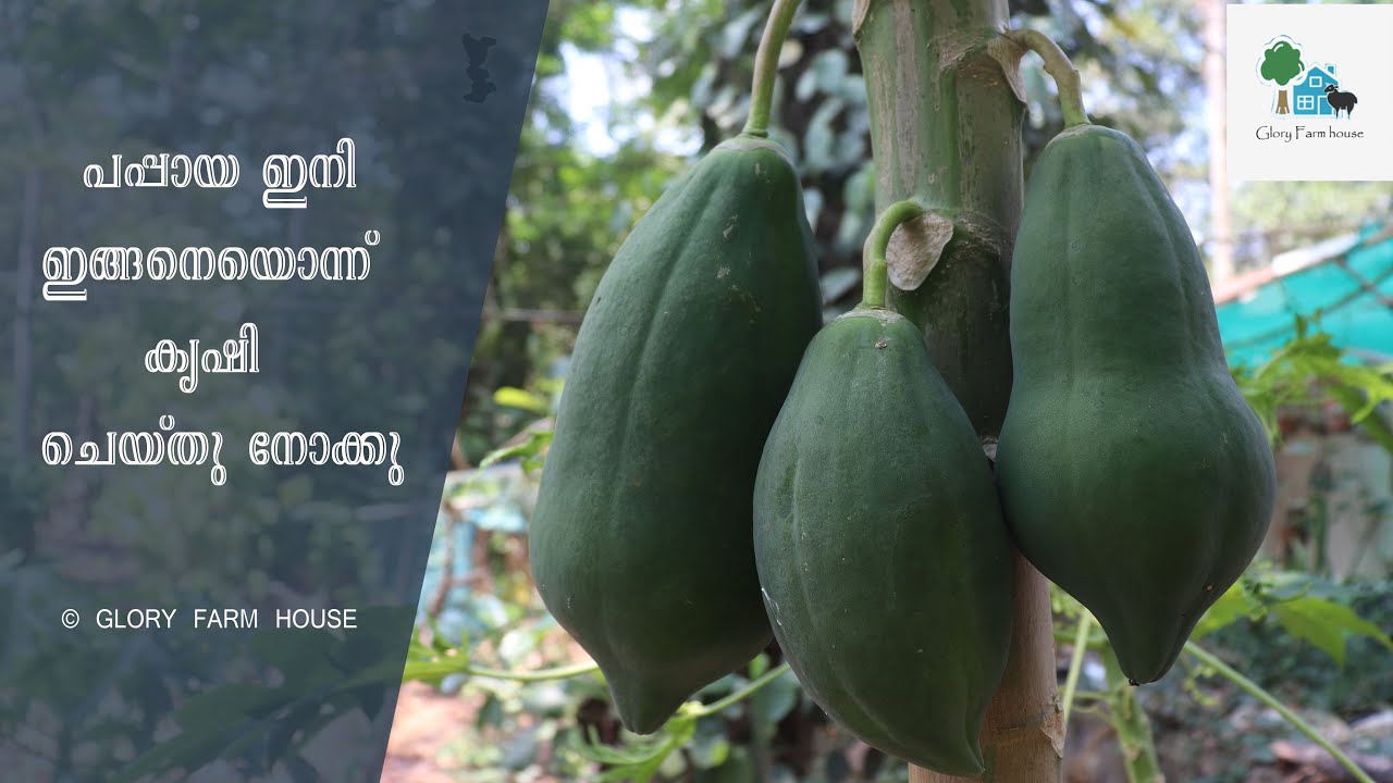 നന്നായി കായിക്കാന്‍ പപ്പായ ഇങ്ങനെ കൃഷി ചെയ്തു നോക്കു | Papaya Farming Malayalam