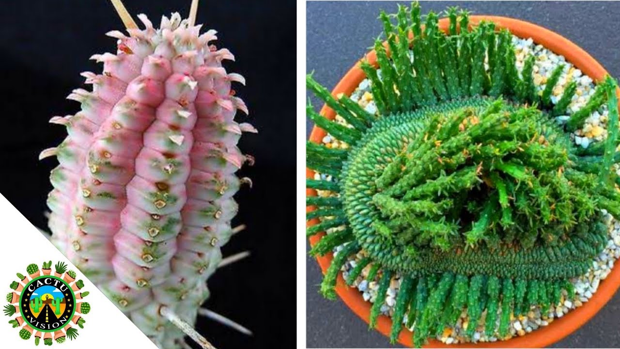 20 TIPOS DE EUPHORBIA