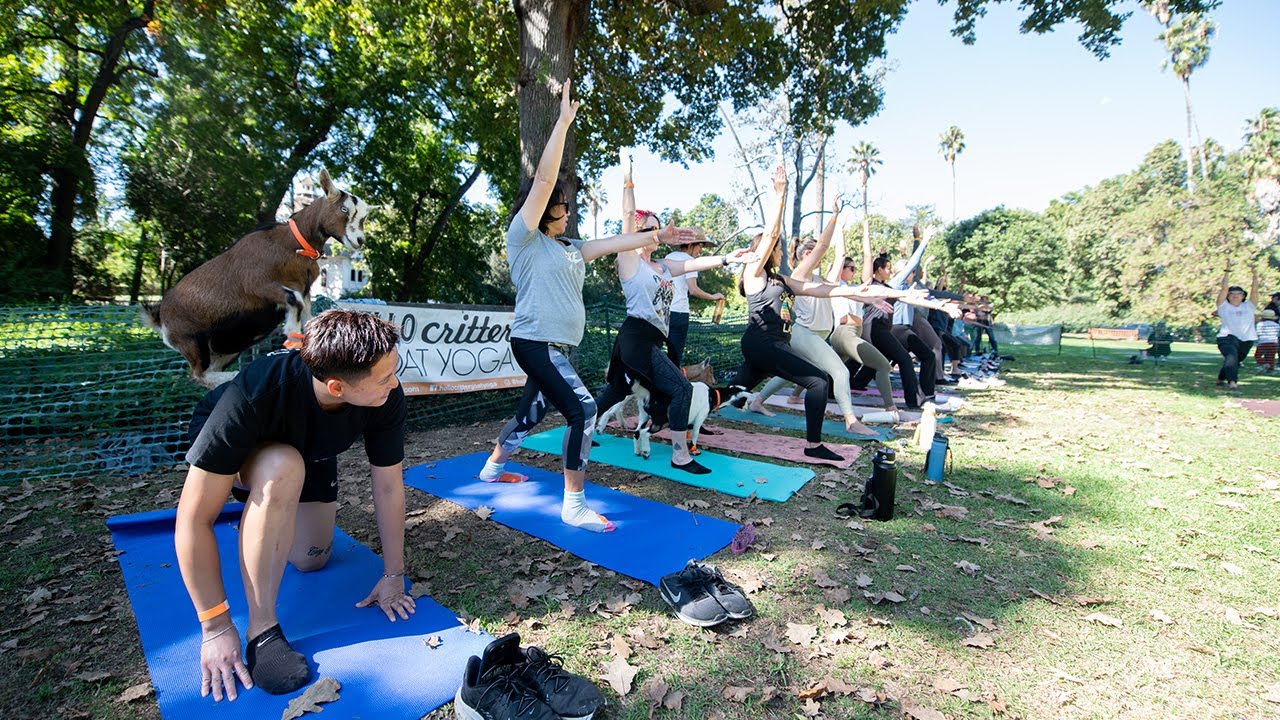County Critters: Goat Yoga