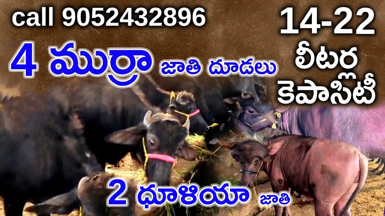 2ధూళియా దూడలు, 4 ముర్రా జాతి దూడలు | 14 - 22 లీటర్ల కెపాసిటీ | 4  Murrah, 2 jafra breed calves