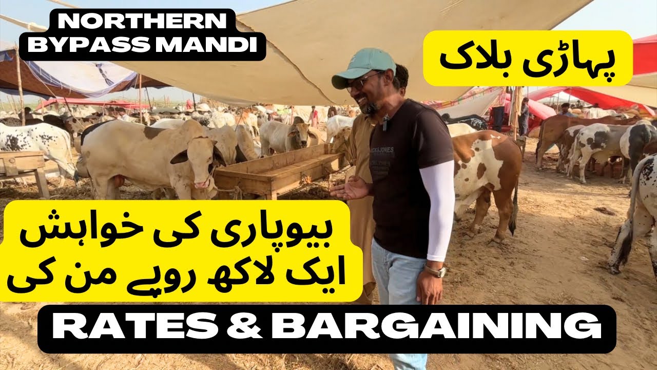 Beopari Ki Khuahish 1Lakh Mun Ki. Rates And Bargaining Northern Bypass Mandi 2025