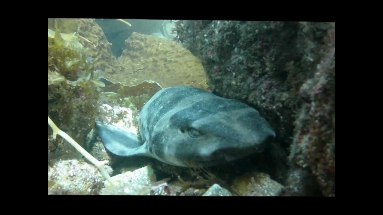Swell Shark - Catalina Island, CA