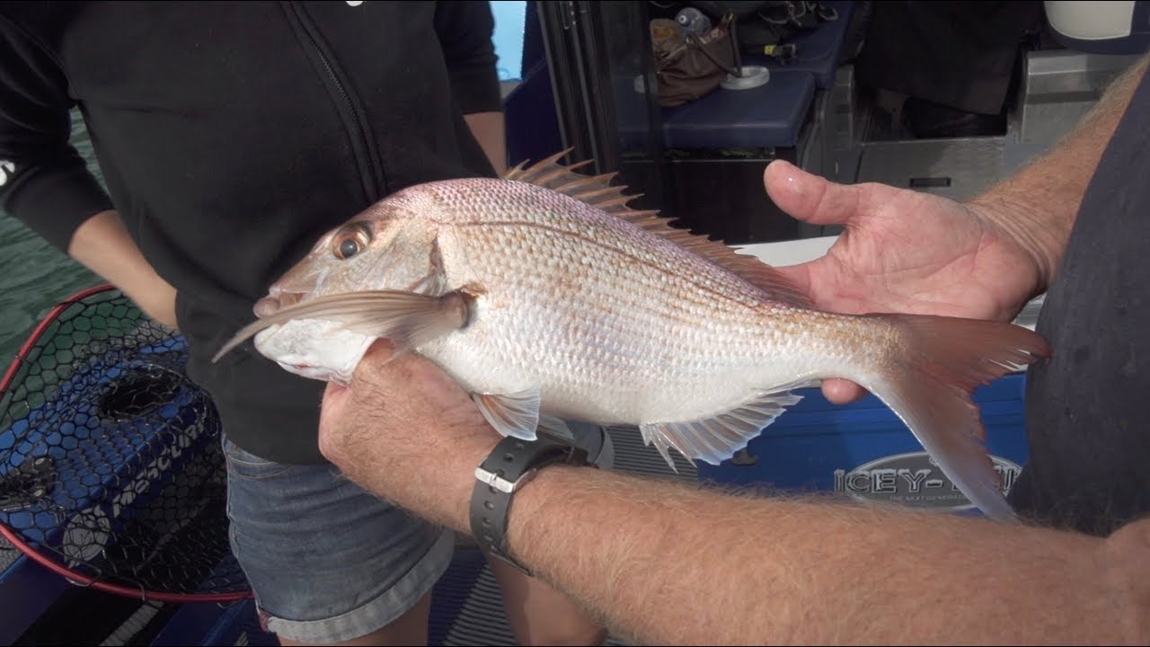 Hauraki Gulf Snapper ft Bruce Duncan (Season 2 Ep 12)