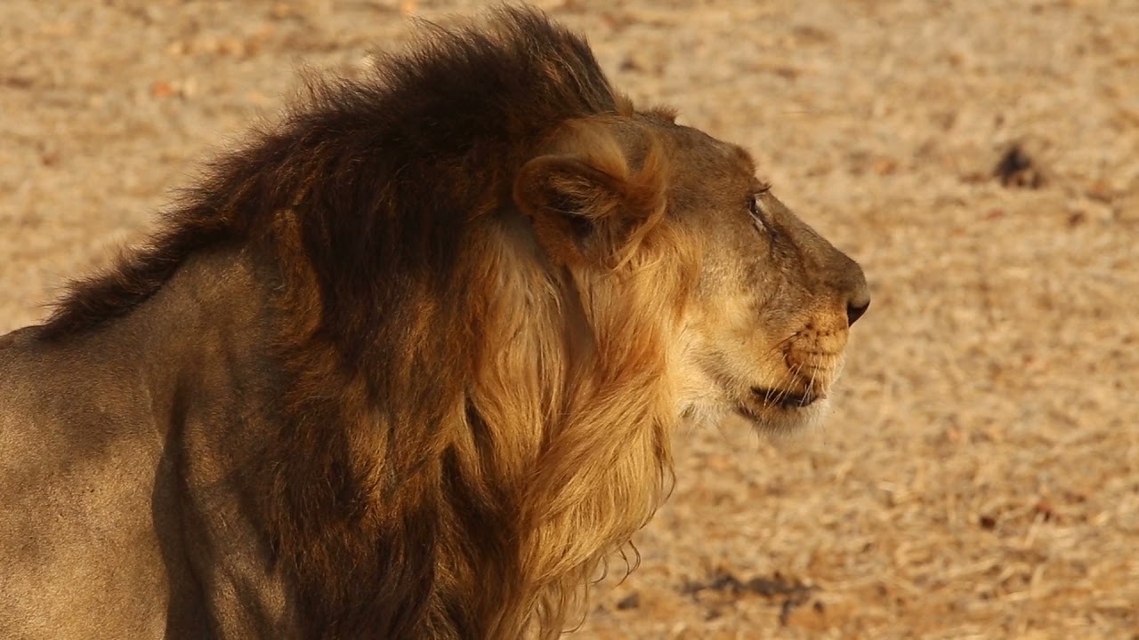 Lion Standing on the Field 