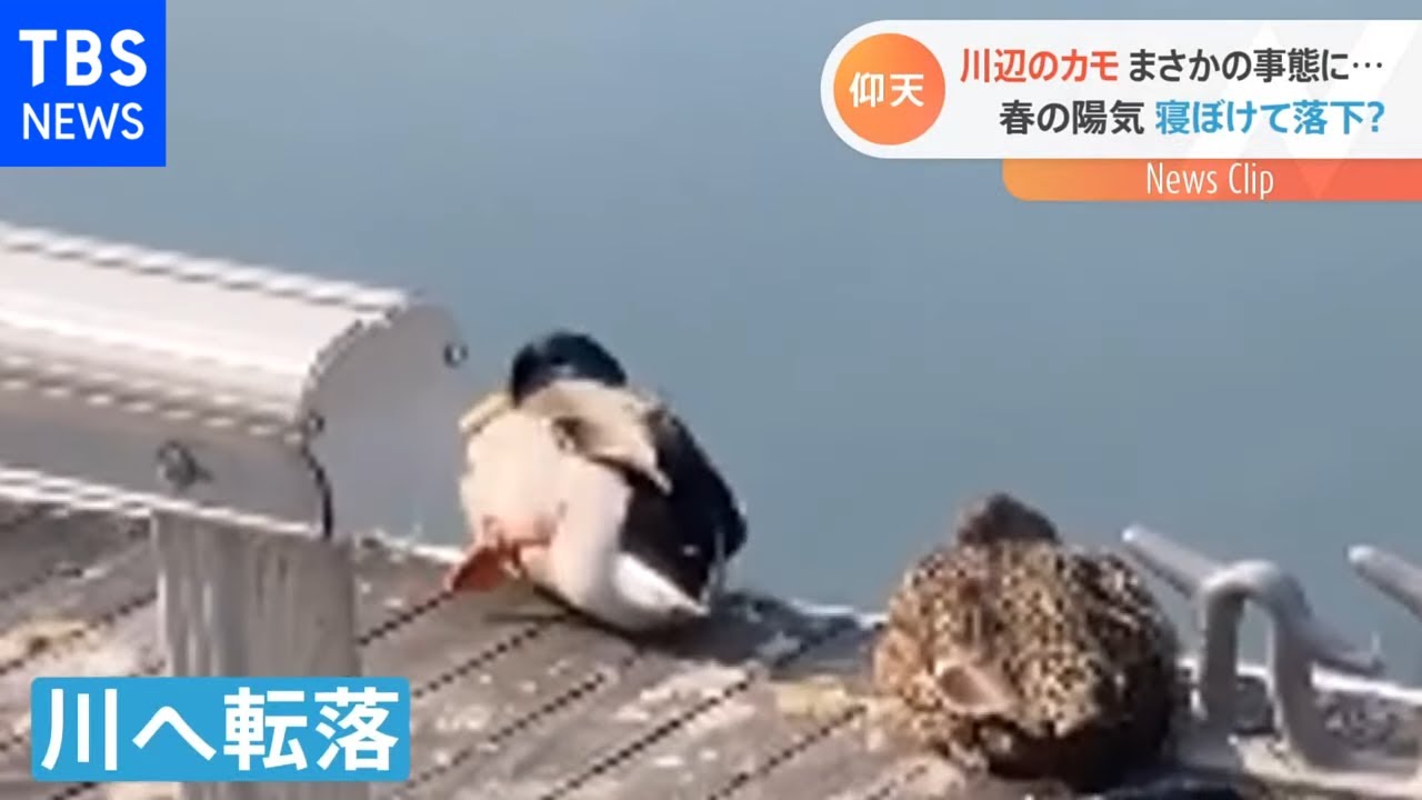 Nスタ　カモも寝れば池に落ちる？まさかの展開