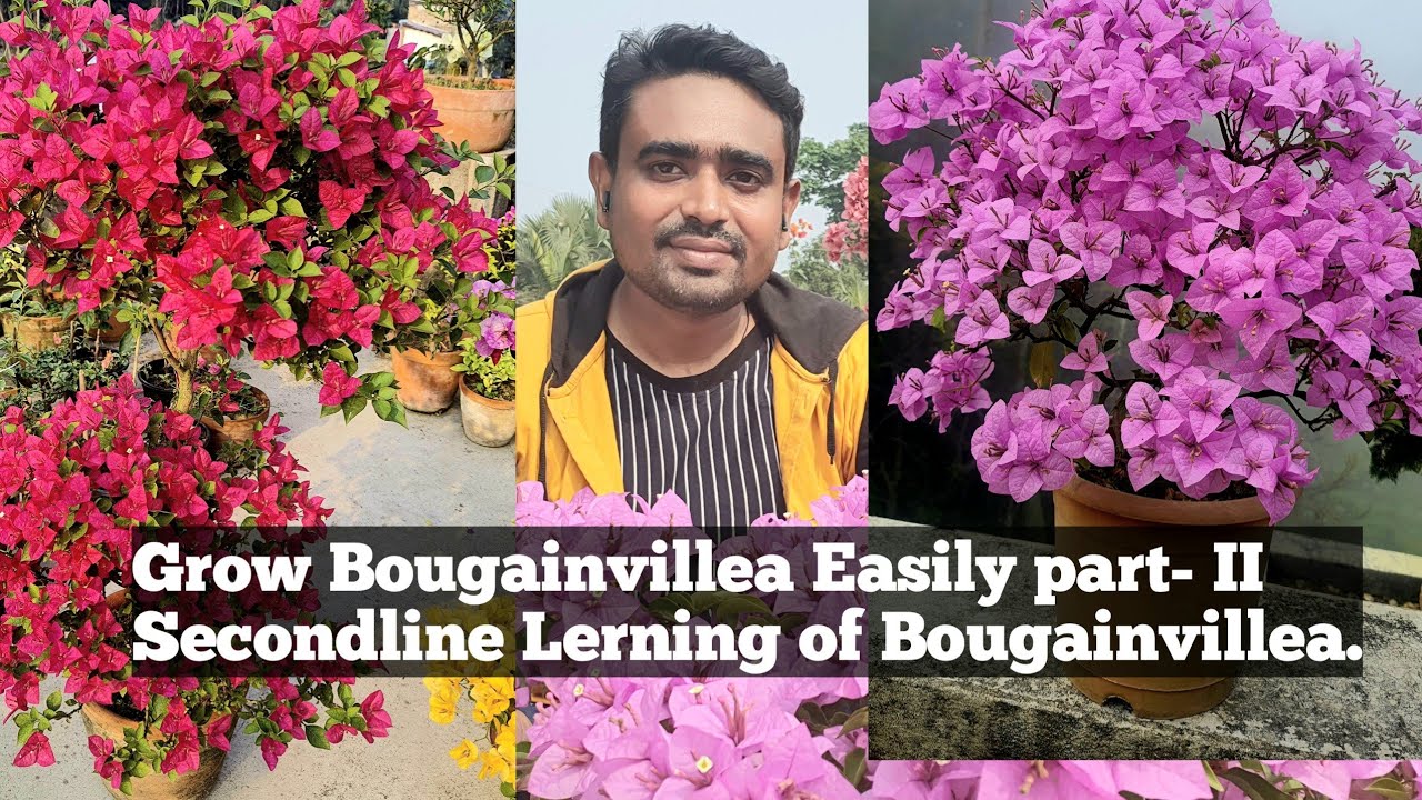 Grow Bougainvillea Easily, Part - II,Secondline Learning of Bougainvillea.