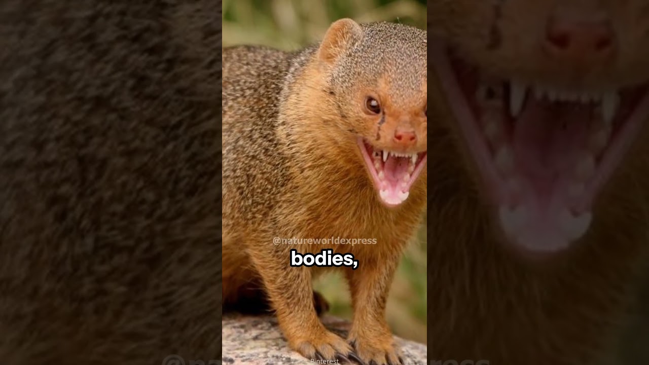 Small but Mighty | The Mongoose
