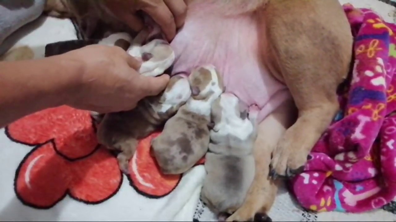 Alimentacion Cachorritos Recién Nacidos Bulldog Ingles