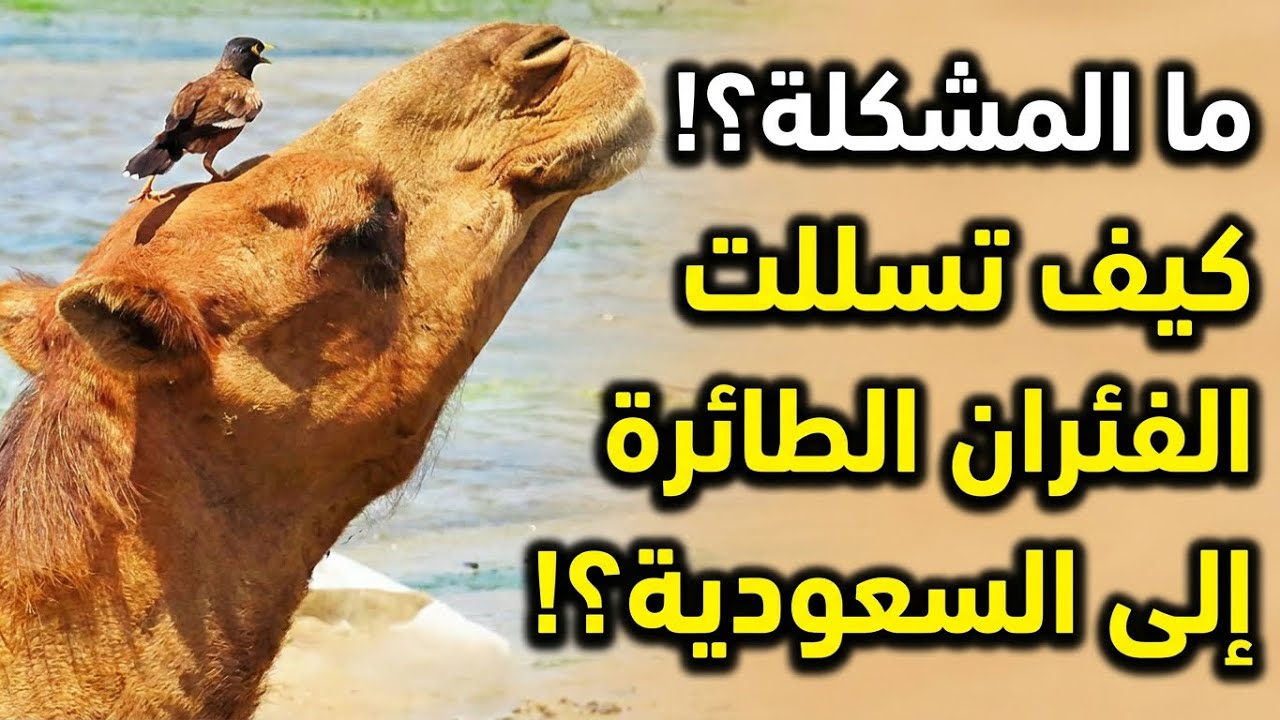 كيف دخلت الفئران الطائرة للسعودية ودول عربية؟ طرق مكافحة طائر المينا الهندي ومواجهة ضرر الطير الغازي