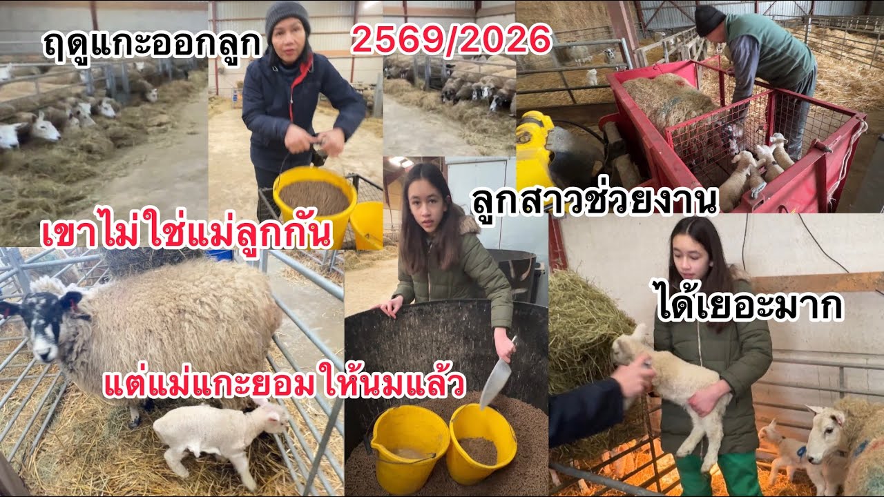 แลมมิ่งไทม์เริ่ม เพิ่งได้เห็นเหมือนบุตรบุญธรรมแกะทำวิธีแบบนี้กัน ระบบงานในฟาร์มข่วงแกะออกลูก