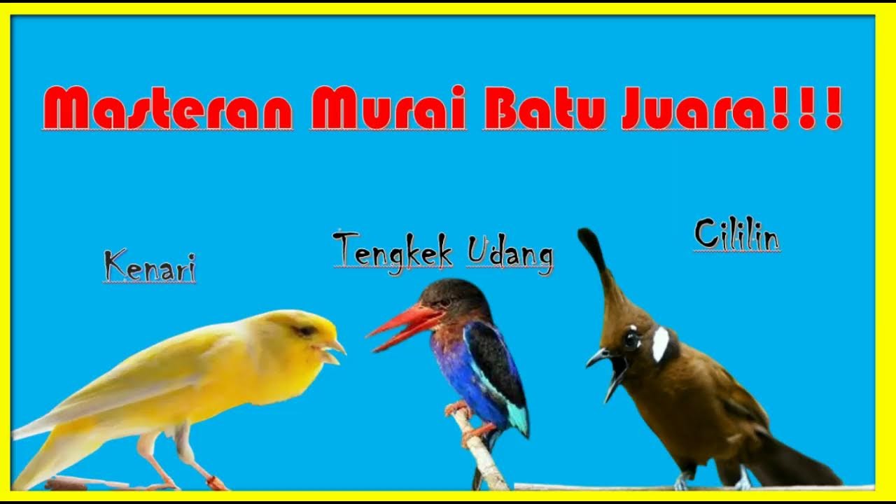 Masteran Burung Murai 