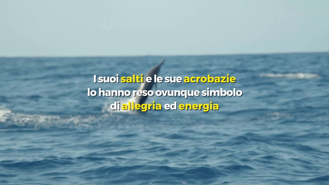 Le 3 curiosit&agrave; sui delfini che vi stupiranno
