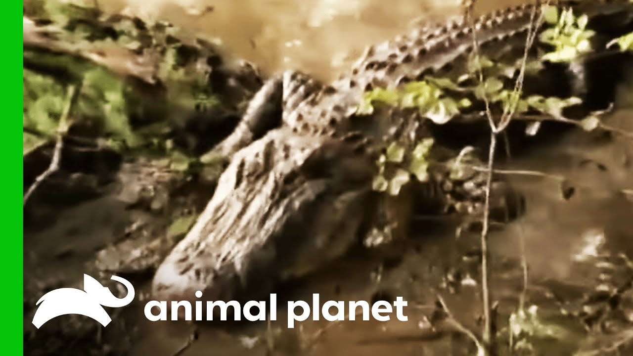 The Biggest Alligator The Gator Boys Have Ever Seen | Gator Boys