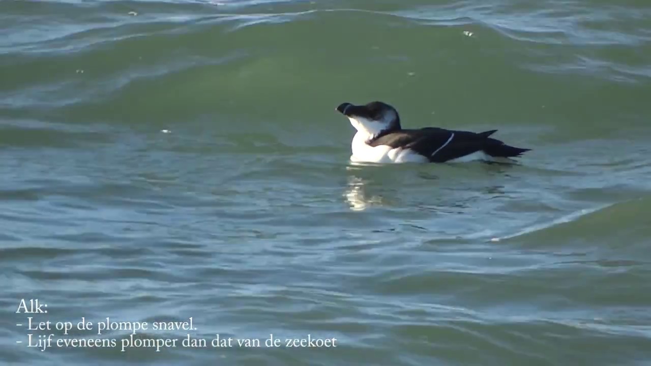 Ontdek het verschil tussen alk en zeekoet in winterkleed