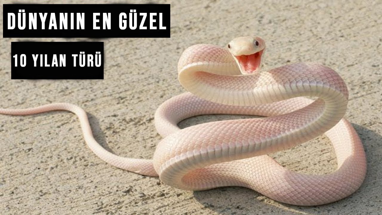 D&Uuml;NYANIN EN G&Uuml;ZEL 10 YILAN T&Uuml;R&Uuml;