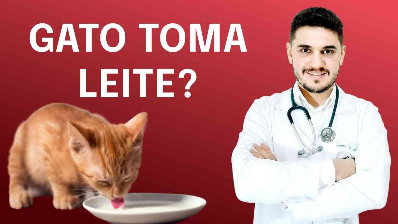 PRECISO DAR LEITE PROS GATOS?