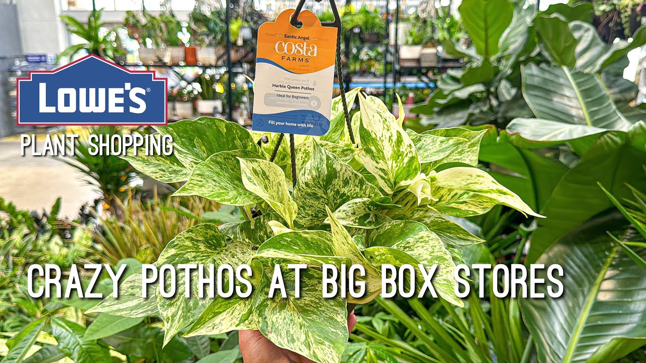 Jessenia Pothos for cheap! Marble queens, orchid cactus & more at Lowe’s! Plant Shopping 🛒