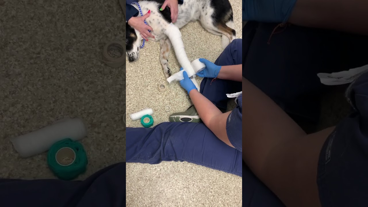 Penn Foster Externship 1 Skill  14 - Modified Robert Jones bandage