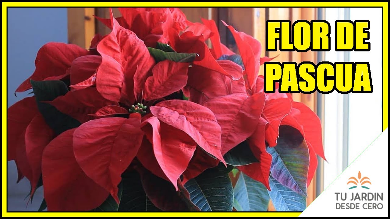 🌺 CUIDADOS de la Flor de Pascua [Cuetlaxóchitl, Pascuero, Poinsettia, Flor de Navidad]🎄¿Y DESPUÉS?☃️