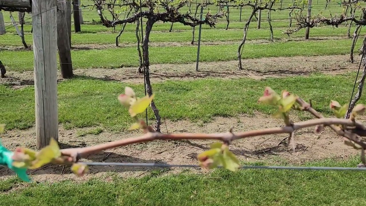 Cold Hardy Grape Cultivars: Budbreak Comparison