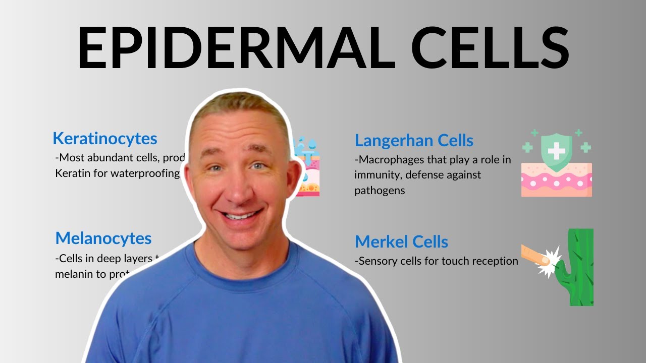 Understanding the Key Skin Cells: Keratinocytes, Melanocytes & More