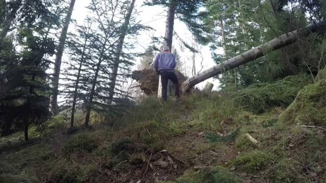 Felling av rotvelta trær