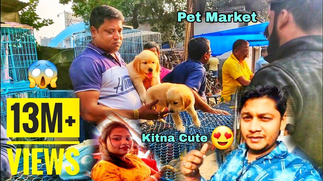 Galiff Street pet market. Dog Puppy seller at Galiff Street pet Market Kolkata. Kolkata dog saler.