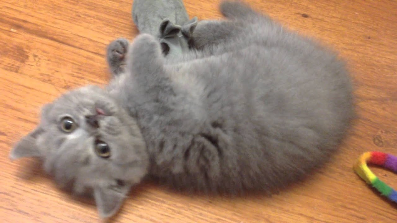 Litter F- Blue British Shorthair & British Longhair. 9 Weeks today - Running around and having fun!