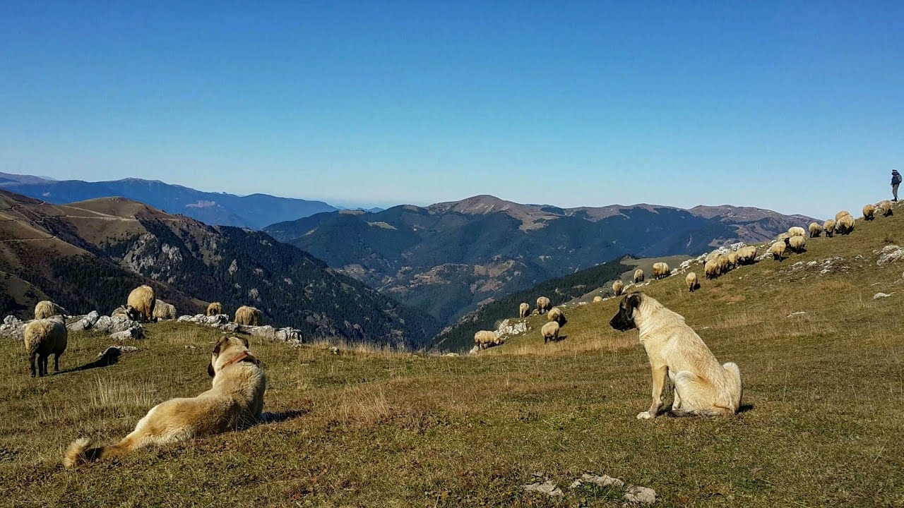 Zigana dağlarında Sonbahar ● #Gümüşhane & #Trabzon yaylaları